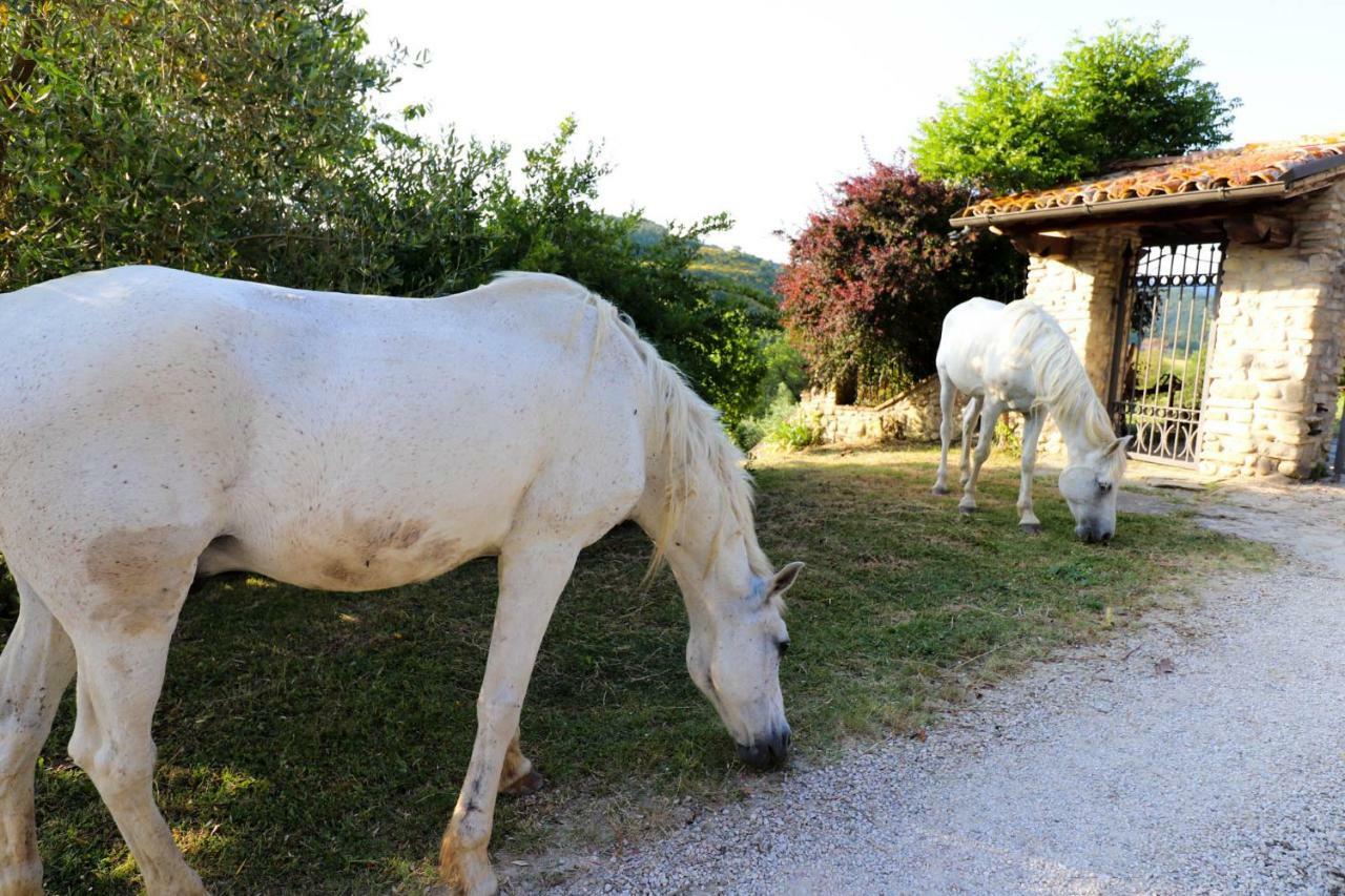 Agriturismo La Tana Città di Castello Exterior photo